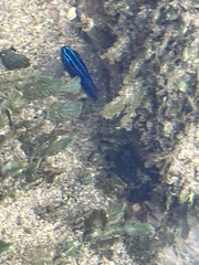 Stegastes acapulcoensis