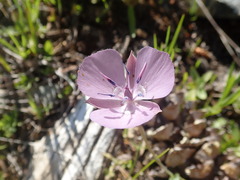 Calochortus nudus