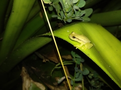 Phyllodytes luteolus