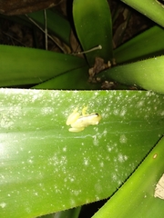 Phyllodytes luteolus