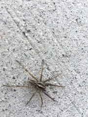 Schizocosa mccooki