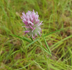 Trifolium purpureum