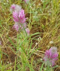 Trifolium purpureum