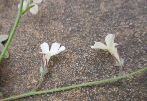 Cederberg lobelia (Lobelia comptonii)