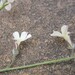 Lobelia comptonii