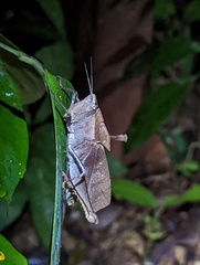 Colpolopha latipennis