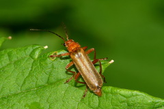 Cantharis rufa