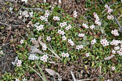Kalmia procumbens