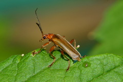 Cantharis rufa