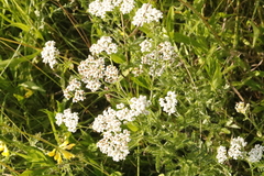 Achillea nobilis