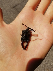 Lucanus cervus cervus