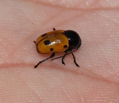 Cryptocephalus trimaculatus