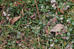Kalmia procumbens