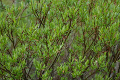 Salix pulchra