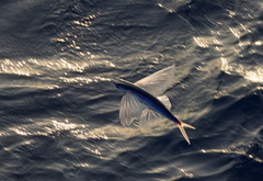 Cheilopogon