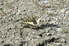 Papilio machaon aliaska