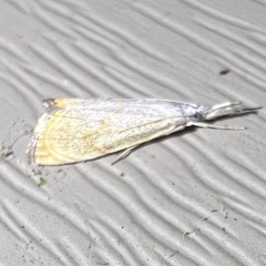 Haimbachia placidellus