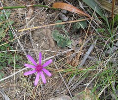 Senecio cymbalarifolius