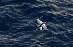 Cheilopogon