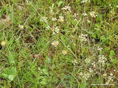 Trinia glauca