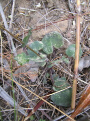 Senecio cymbalarifolius