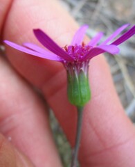 Senecio cymbalarifolius