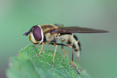 Syrphus phaeostigma