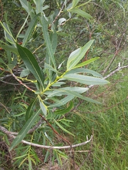 Salix irrorata