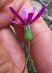 Senecio cymbalarifolius