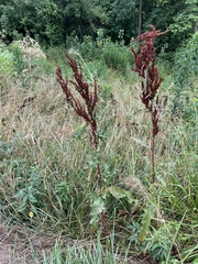 Rumex