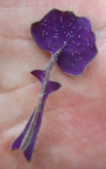 Senecio cymbalarifolius