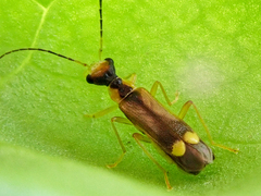 Malthinus seriepunctatus