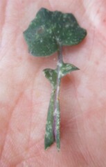 Senecio cymbalarifolius