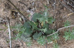 Senecio cymbalarifolius