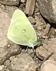 Colias alexandra