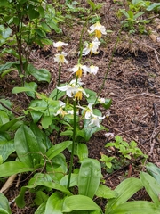 Avalanche Lily (Erythronium montanum)