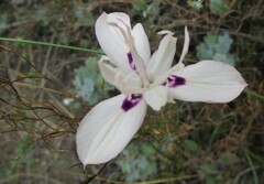 Moraea barkerae