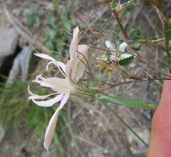 Moraea barkerae