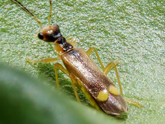 Malthinus seriepunctatus
