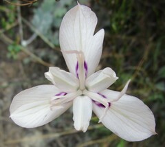 Moraea barkerae
