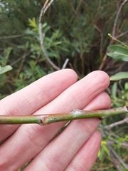 Salix irrorata