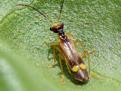 Malthinus seriepunctatus