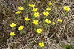 Ranunculus nivalis