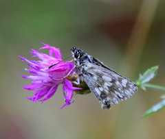Muschampia tessellum