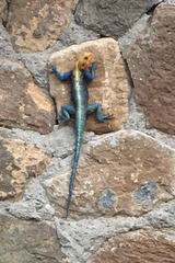 Agama lionotus