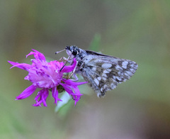 Muschampia tessellum