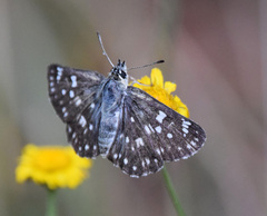 Muschampia tessellum