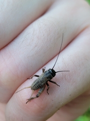 Gryllus rubens