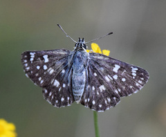 Muschampia tessellum
