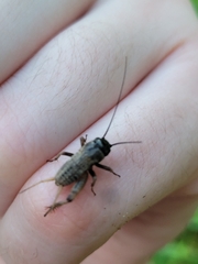 Gryllus rubens